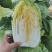 【热卖】黄心大白菜大量有货品质保证支持视频看货欢迎来电