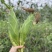 太阳花甜玉米大量有货