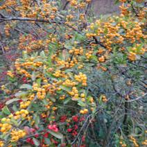 黄红色火棘树庄下山桩大量有货直径3cm以上