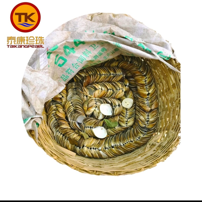 文蛤壳海蛤壳哈利油壳