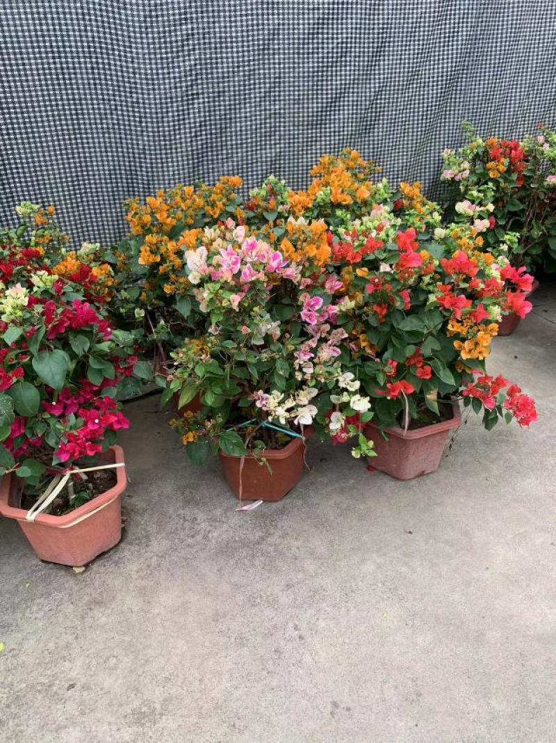 大量出售各种规格三角梅