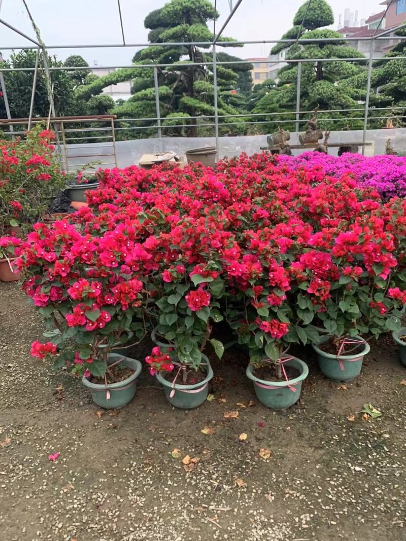大量出售各种规格三角梅