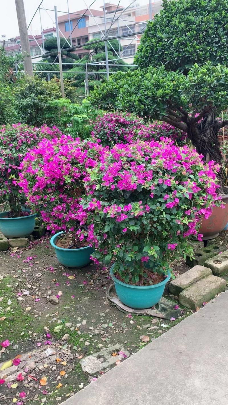 大量出售各种规格三角梅