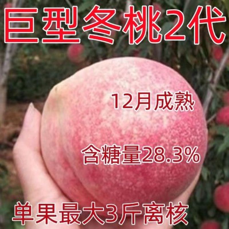 桃树苗新品种特大离核巨型冬桃脆蜜大冬桃极晚熟桃苗
