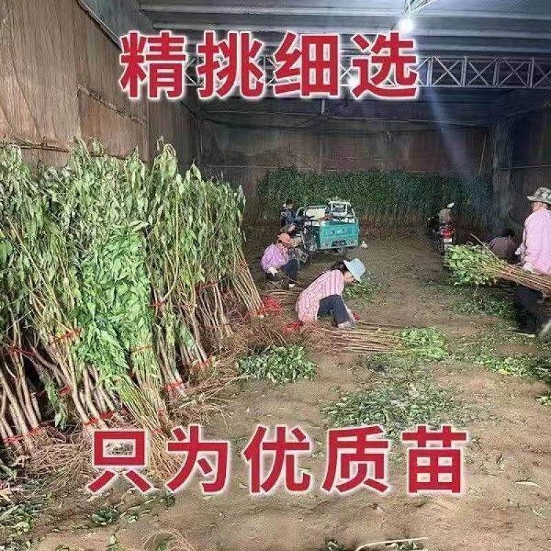 桃树苗新品种特大离核巨型冬桃脆蜜大冬桃极晚熟桃苗