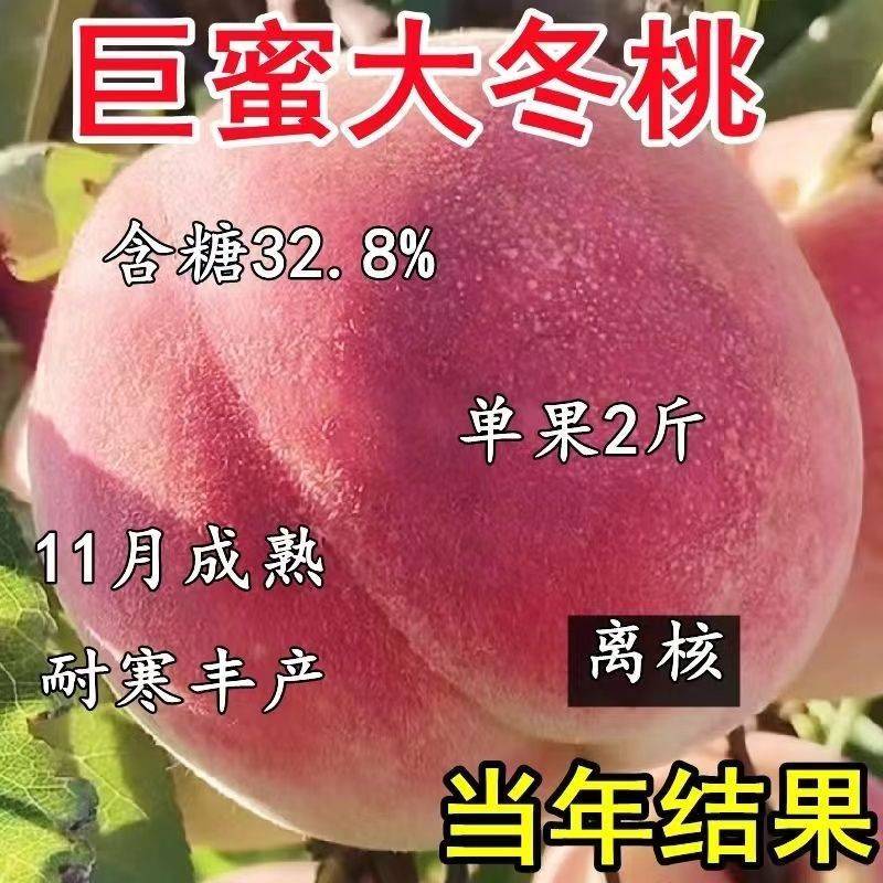 桃树苗新品种特大离核巨型冬桃脆蜜大冬桃极晚熟桃苗