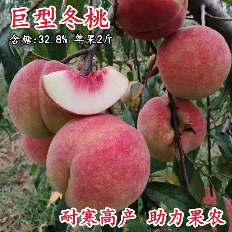 桃树苗新品种特大离核巨型冬桃脆蜜大冬桃极晚熟桃苗