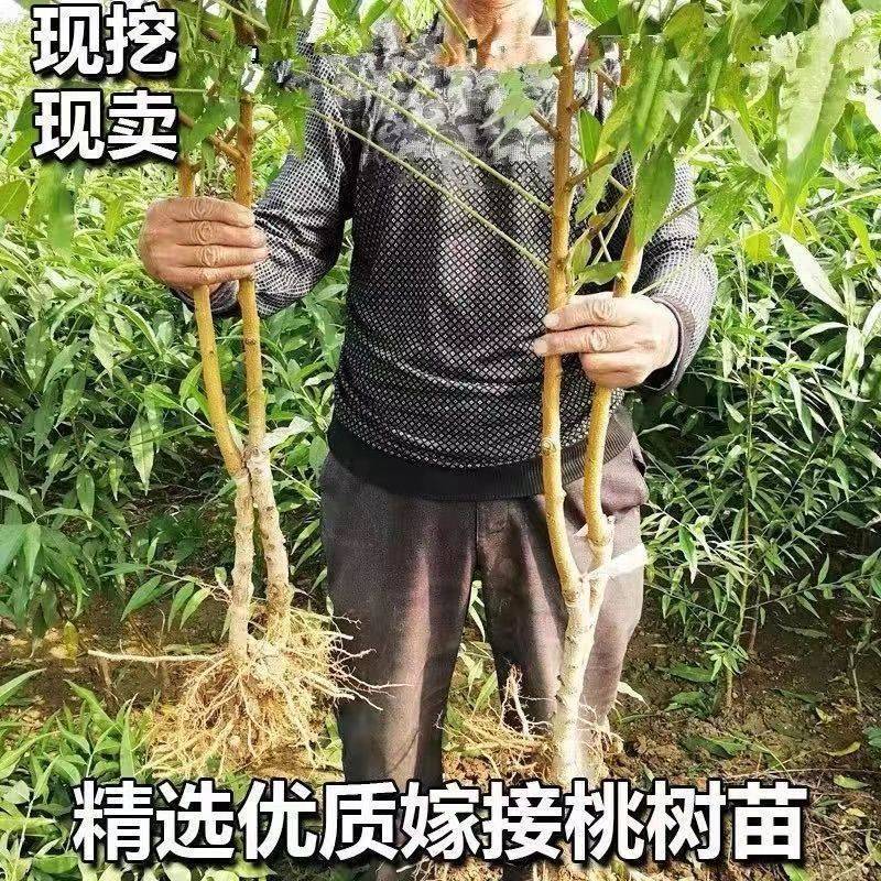 桃树苗新品种特大离核巨型冬桃脆蜜大冬桃极晚熟桃苗
