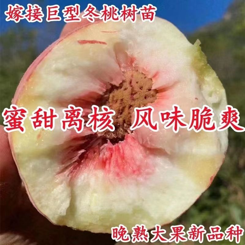 桃树苗新品种特大离核巨型冬桃脆蜜大冬桃极晚熟桃苗