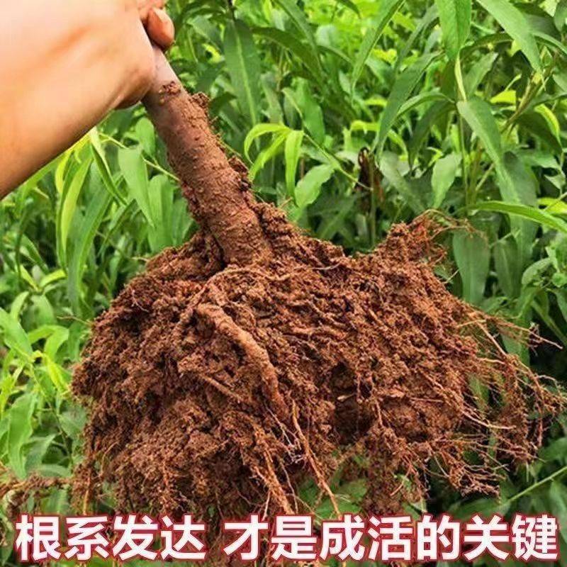 桃树苗新品种特大离核巨型冬桃脆蜜大冬桃极晚熟桃苗