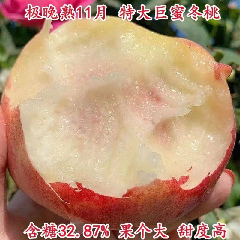 桃树苗新品种特大离核巨型冬桃脆蜜大冬桃极晚熟桃苗