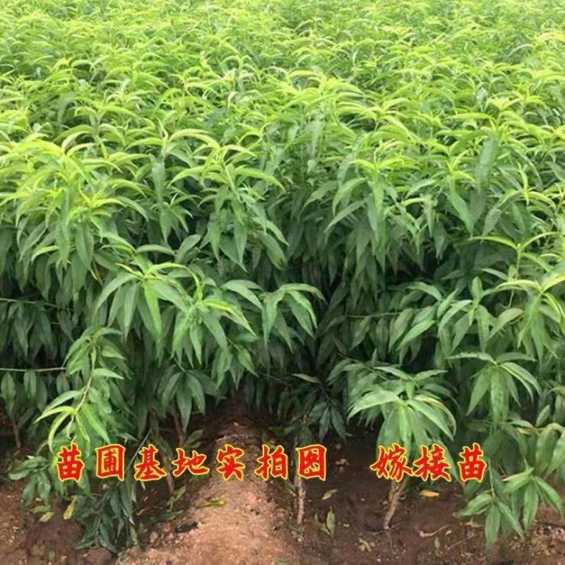 桃树苗新品种特大离核巨型冬桃脆蜜大冬桃极晚熟桃苗