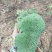 云南:苔藓植物