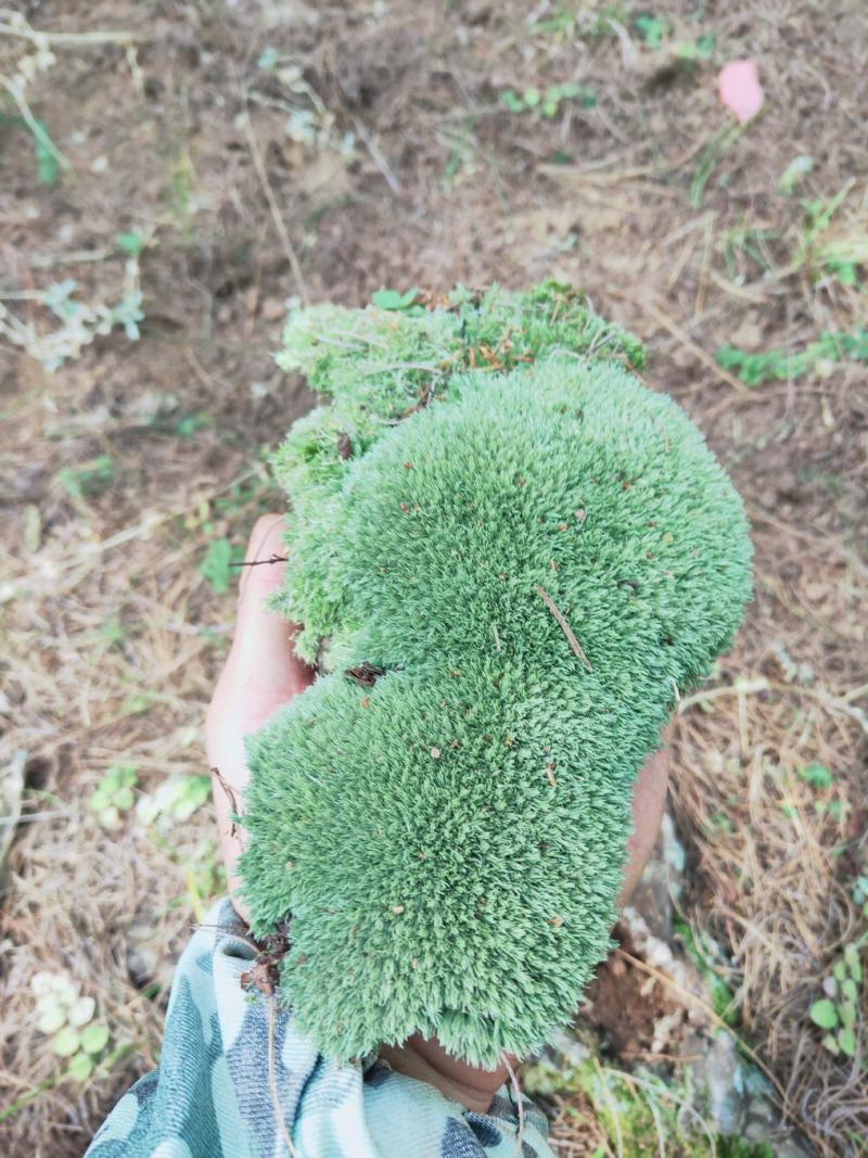 云南:苔藓植物