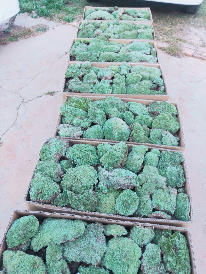 云南:苔藓植物
