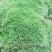 云南:苔藓植物