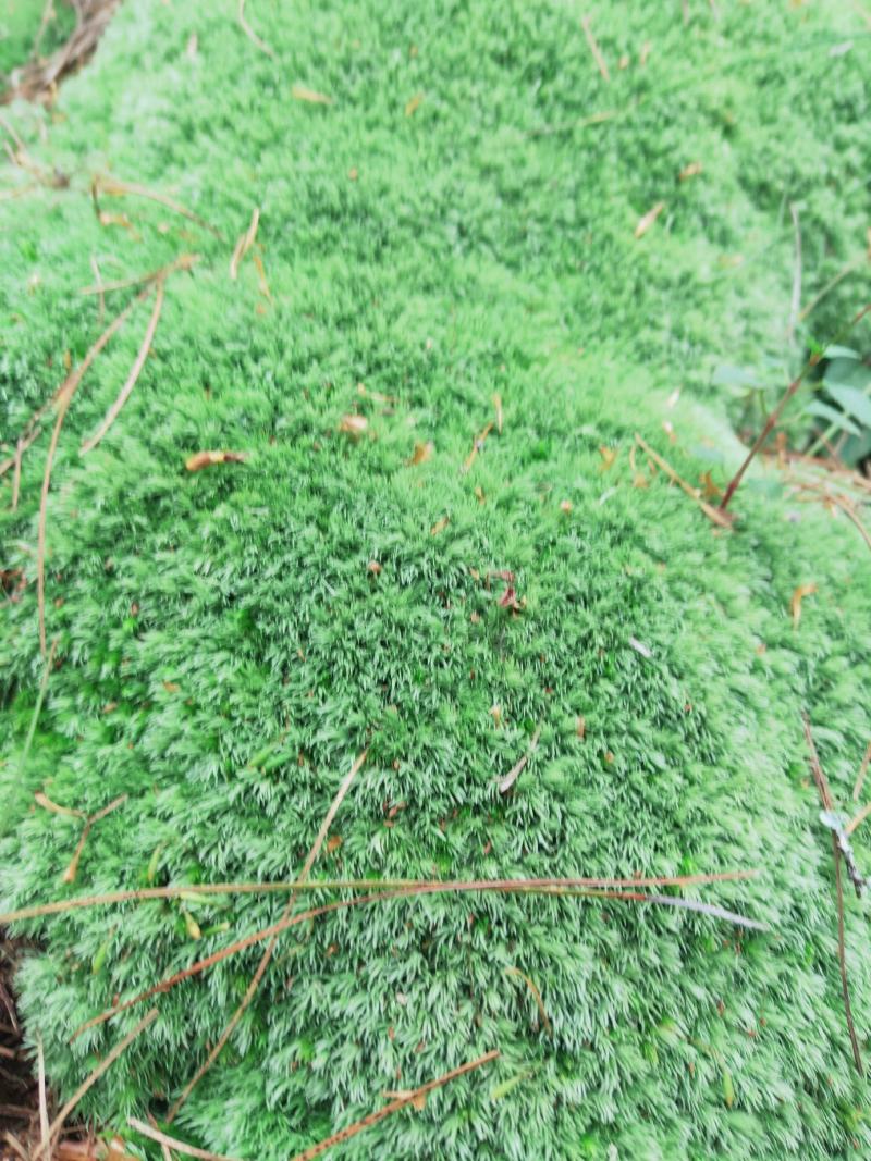 云南:苔藓植物