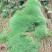 云南:苔藓植物