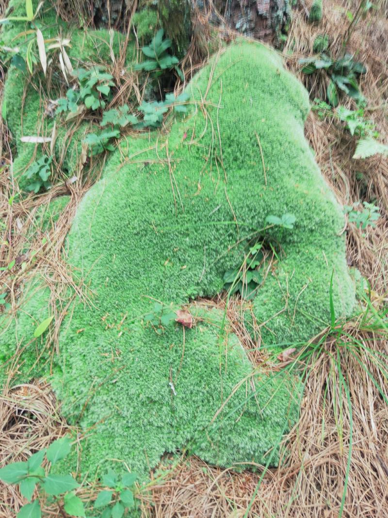 云南:苔藓植物
