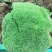 云南:苔藓植物