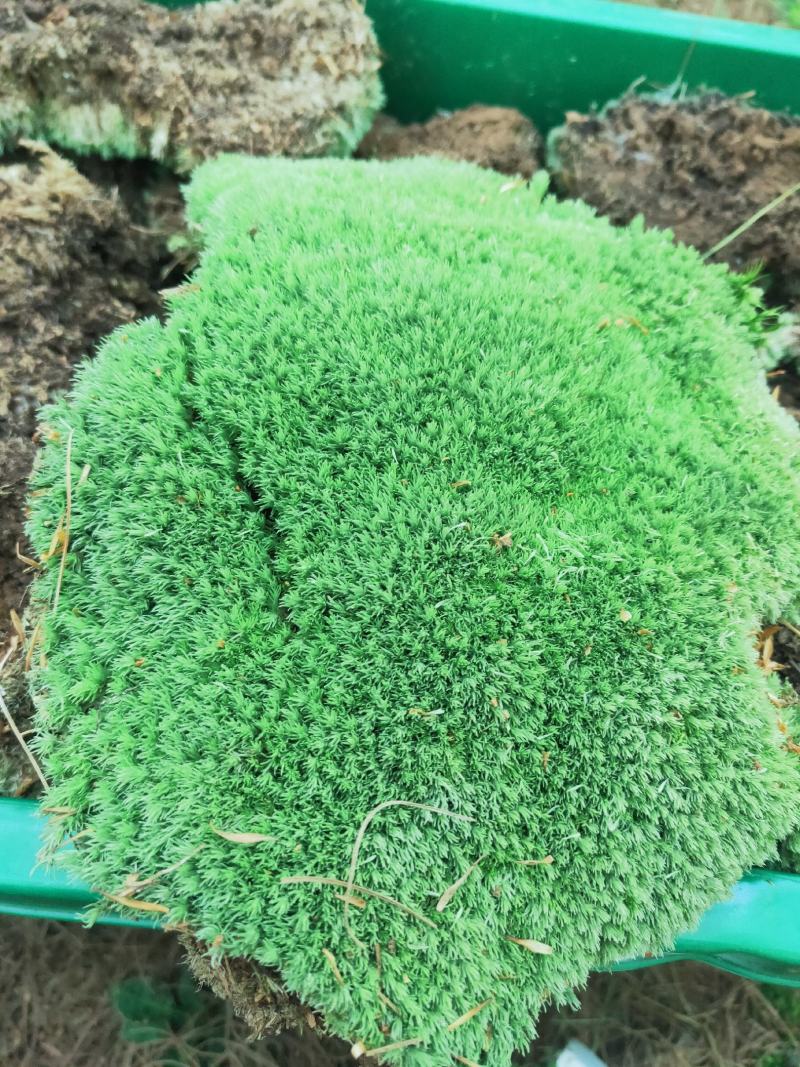 云南:苔藓植物