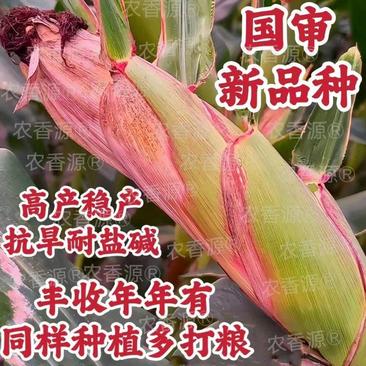 国审高产玉米种子红轴大棒粮饲兼用型科河699