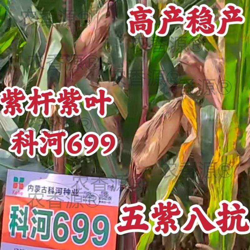 国审高产玉米种子红轴大棒粮饲兼用型科河699