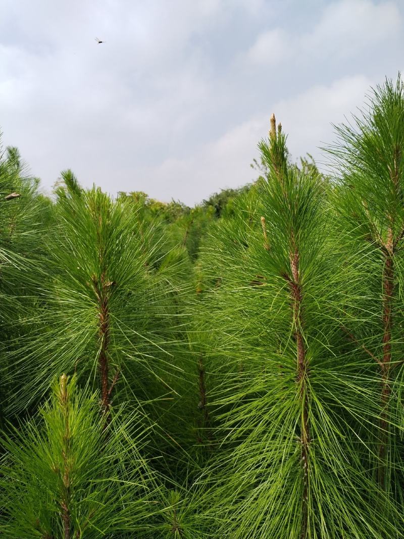 【推荐】江西湿地松苗基地直销，品质保证支持视频看货