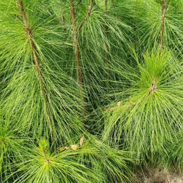 【推荐】江西湿地松苗基地直销，品质保证支持视频看货