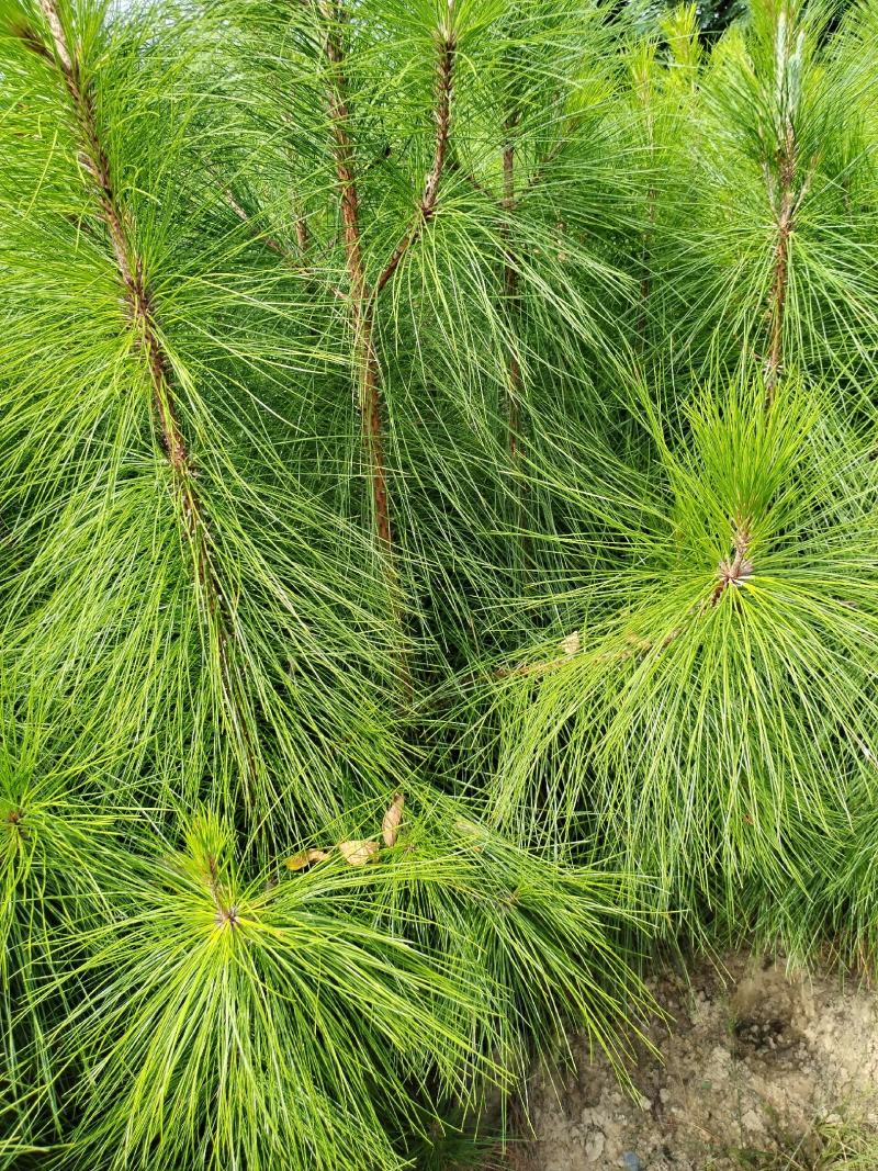 【推荐】江西湿地松苗基地直销，品质保证支持视频看货