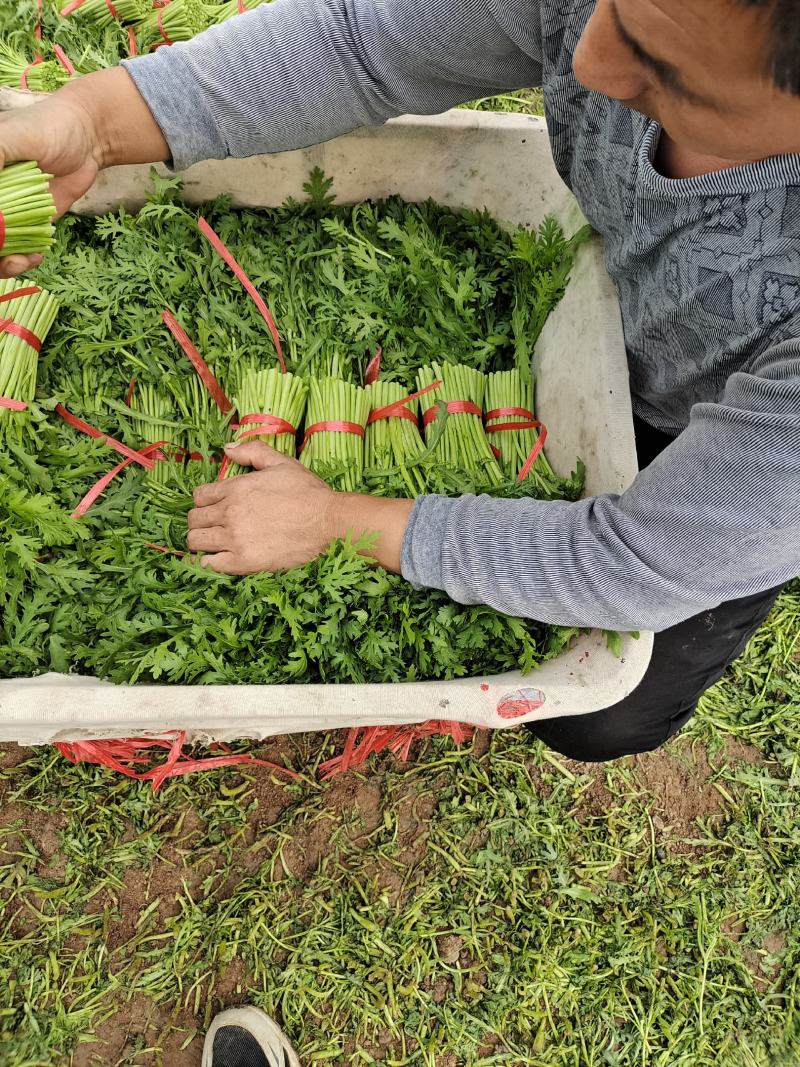 精品茼蒿菜皇帝菜现釆现装车保证新鲜度，产地一手货源