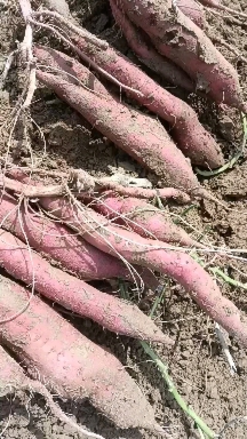 [板栗薯]，精品红薯、条型直、干、面、甜精品货源