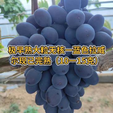 供应蓝色拉威尔葡萄苗木，早熟，优质无核果粒大，抗病丰产
