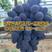 供应蓝色拉威尔葡萄苗木，早熟，优质无核果粒大，抗病丰产