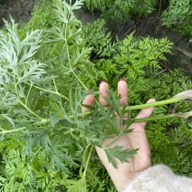 新鲜川芎叶尖，货源充足，色泽鲜艳