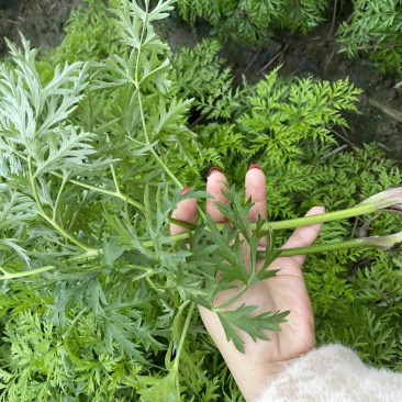 新鲜川芎叶尖，货源充足，色泽鲜艳