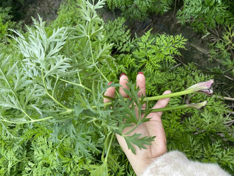 新鲜川芎叶尖，货源充足，色泽鲜艳