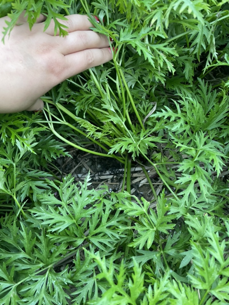 新鲜川芎叶尖，货源充足，色泽鲜艳