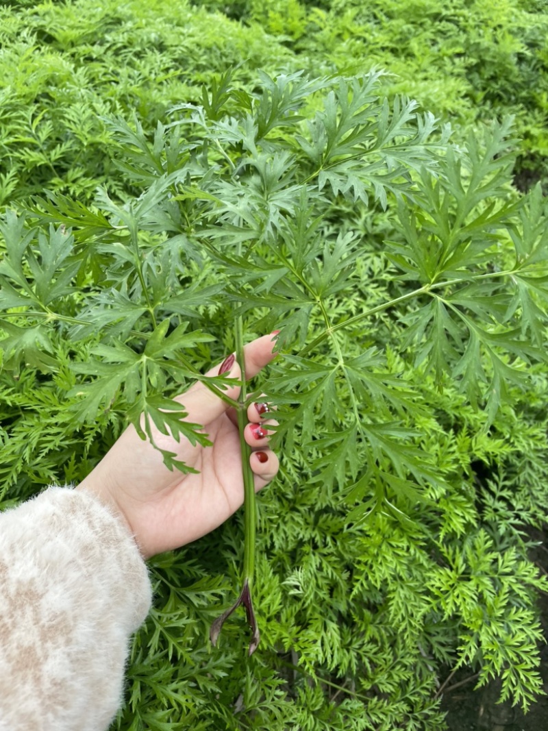 新鲜川芎叶尖，货源充足，色泽鲜艳