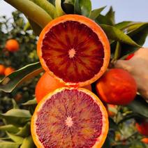 四川血橙货源充足支持全国一件代采代发