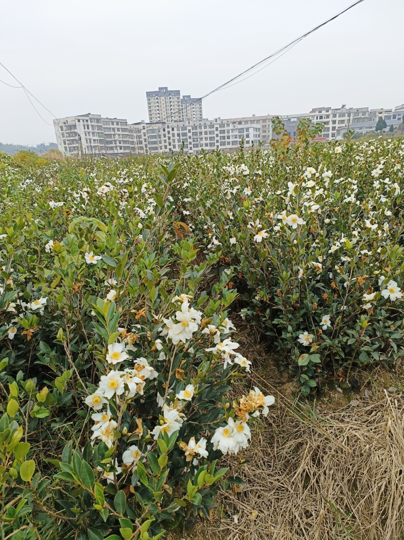 油茶树苗，长林系湘林系，25公分到75，全国批发运费到付