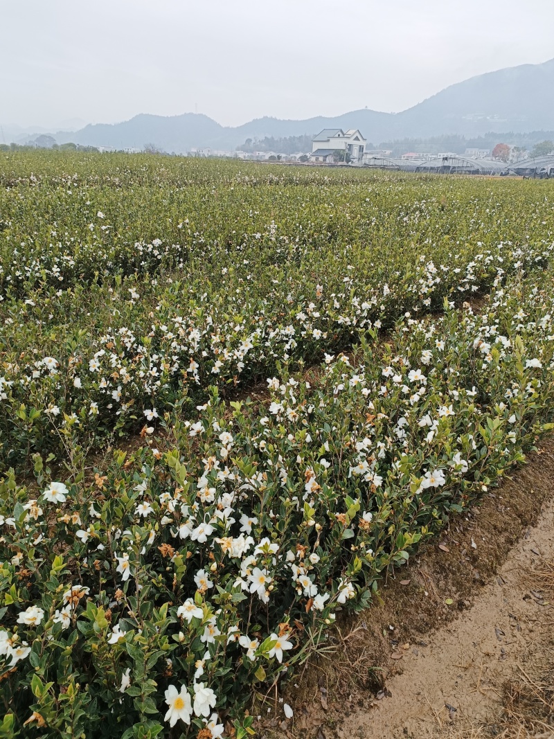 油茶树苗，长林系湘林系，25公分到75，全国批发运费到付