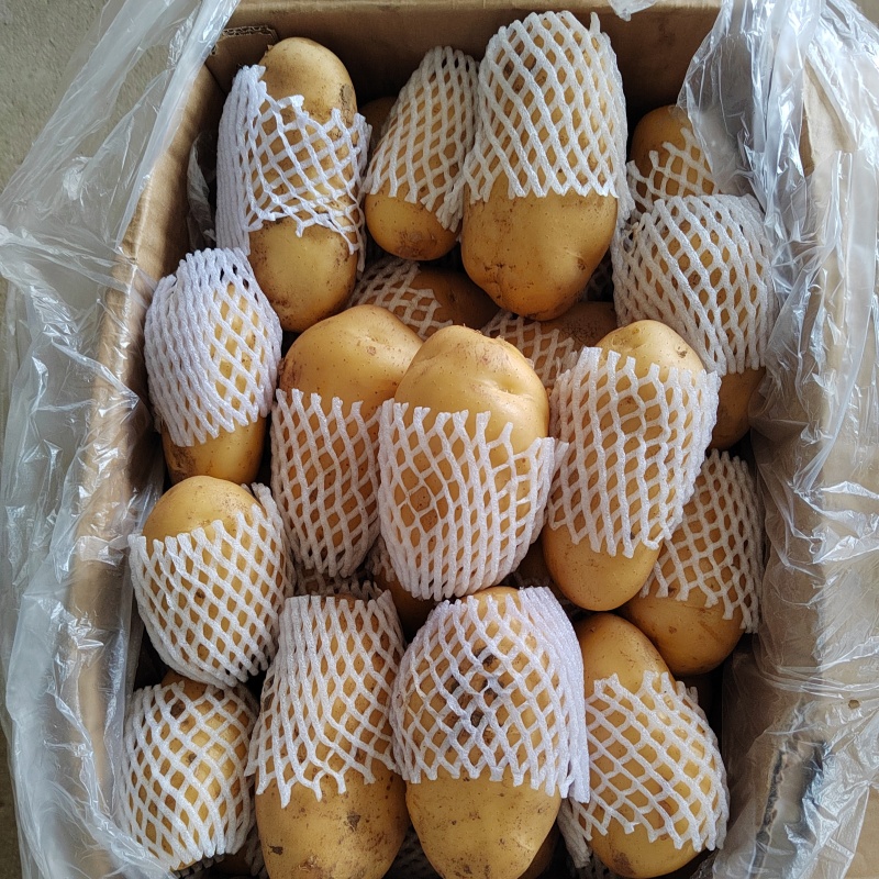 滕州精品土豆，荷兰，V7，沃土，黄皮黄肉，每斤加一毛包邮