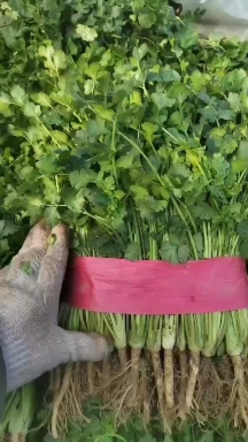 优质香菜大量上市中，发往全国各地，欢迎致电咨询。