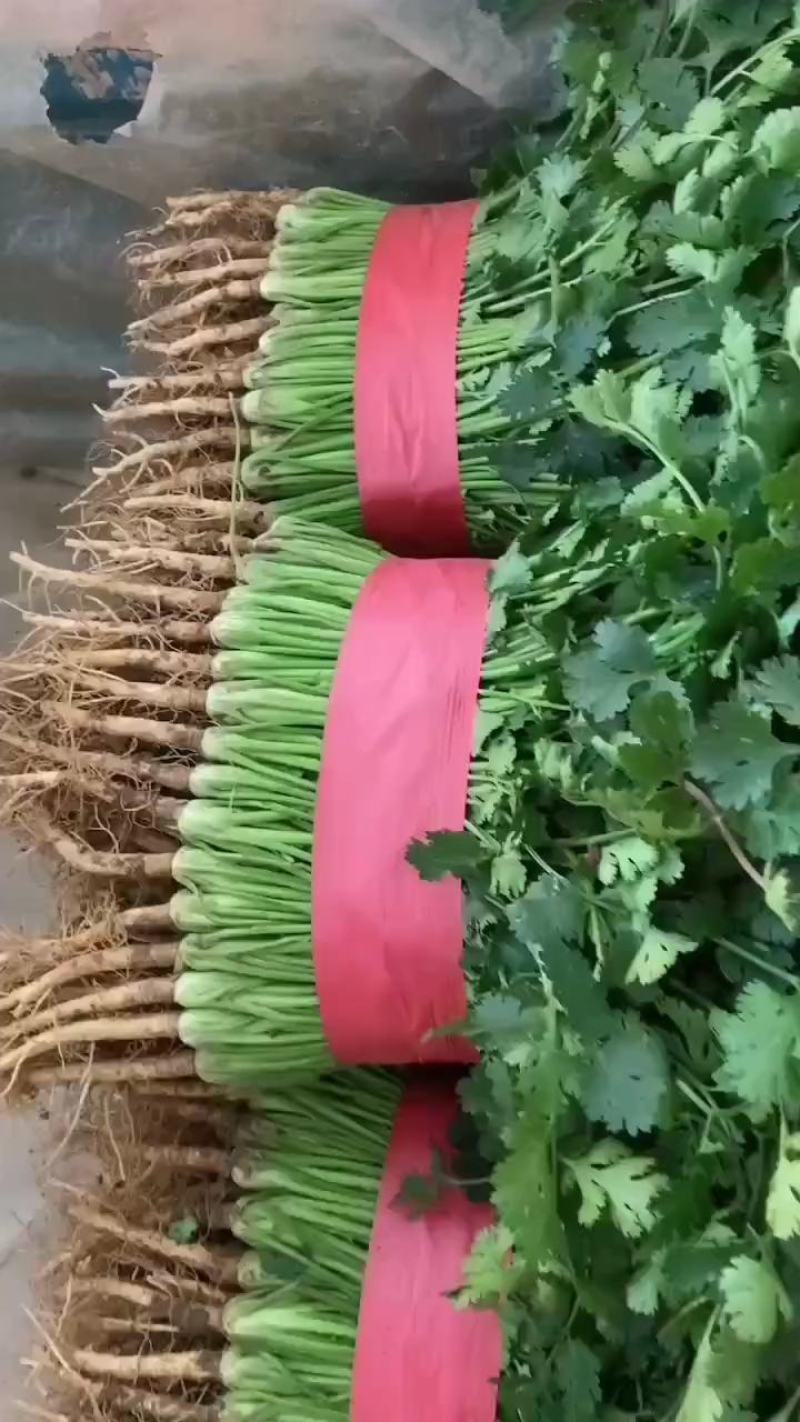 优质香菜大量上市中，发往全国各地，欢迎致电咨询。