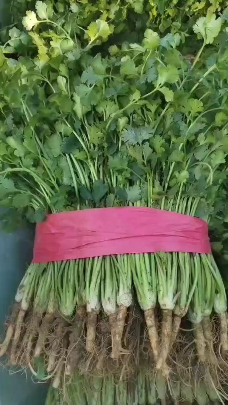 优质香菜大量上市中，发往全国各地，欢迎致电咨询。