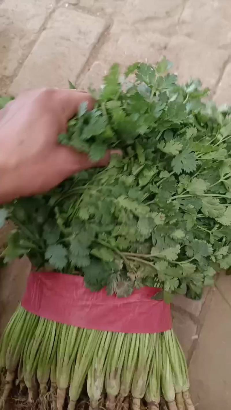 优质香菜大量上市中，发往全国各地，欢迎致电咨询。