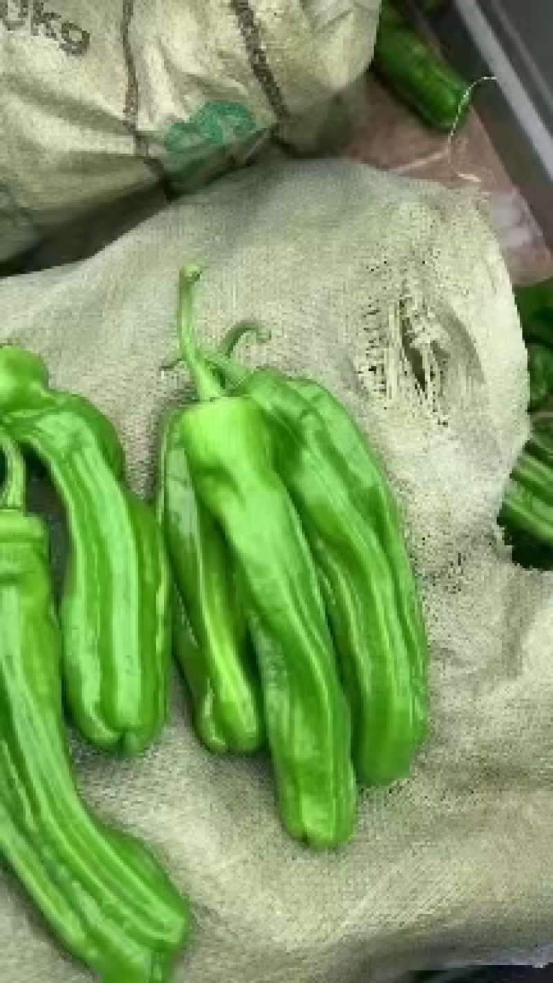 薄皮大椒种子薄皮灯笼椒种子椒种子大果灯笼椒种子