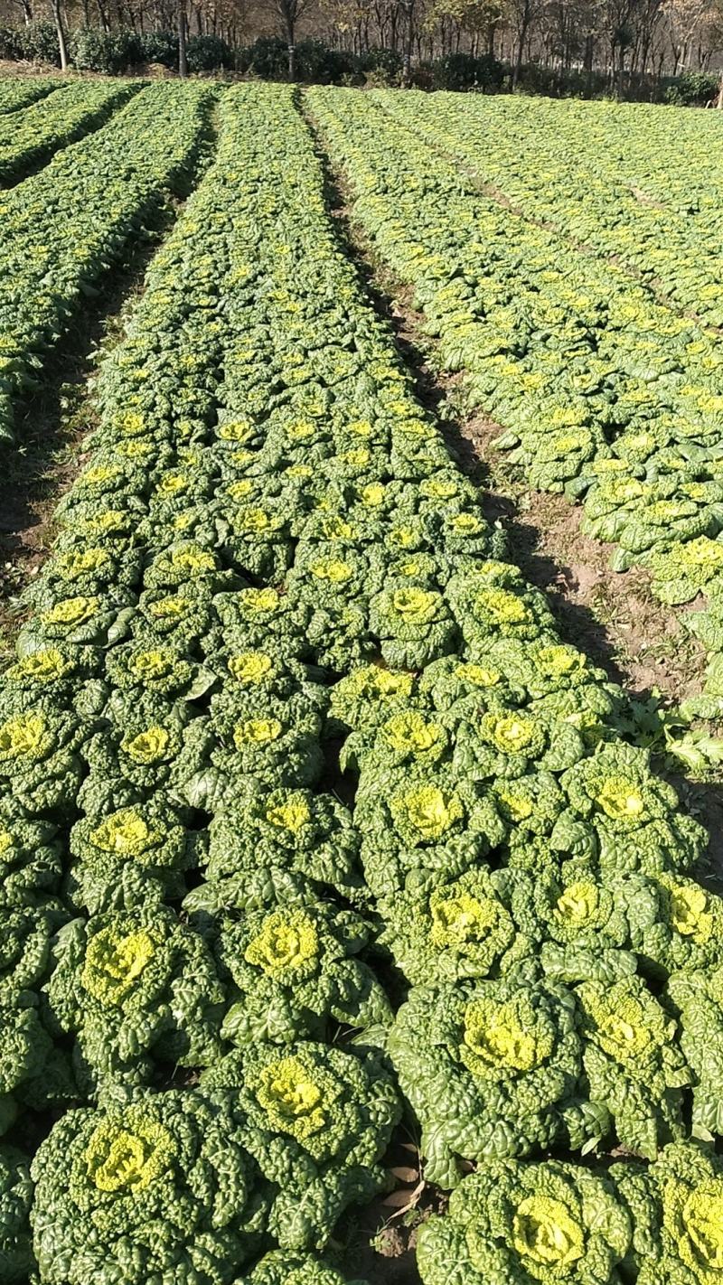 黄心菜，菜质保证，买不了吃亏买不了上当！诚信经营