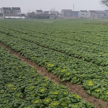 黄心菜，菜质保证，买不了吃亏买不了上当！诚信经营